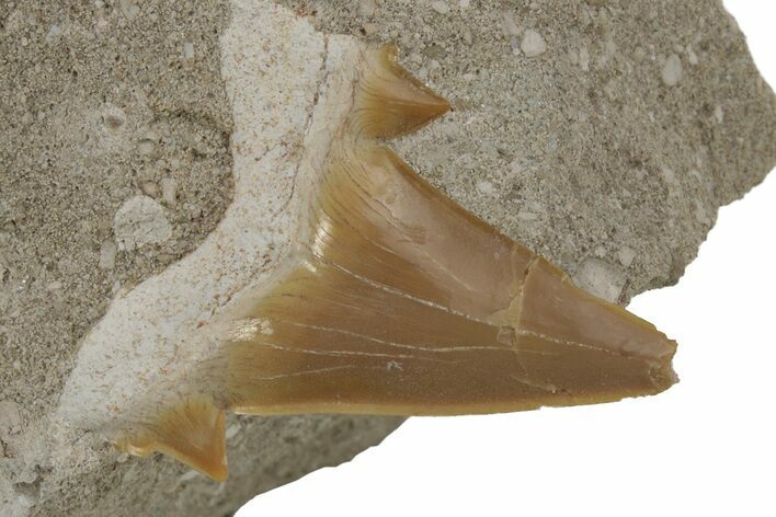 Otodus Shark Tooth Fossil in Rock - Morocco #230908